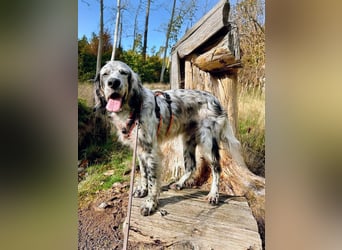 Vermittlungshilfe für Chase