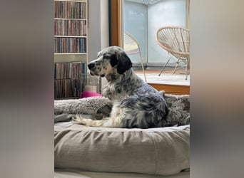 Vermittlungshilfe für Chase