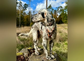 Vermittlungshilfe für Chase