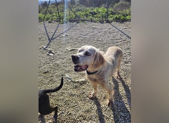 NOTFALL! Traumrüde William -ein wahrer Freund fürs Leben