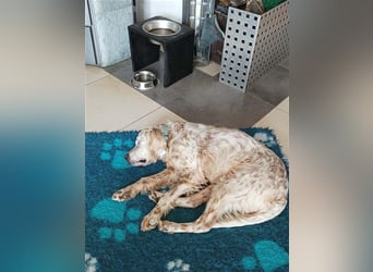 NOTFALL! Traumrüde William -ein wahrer Freund fürs Leben