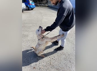 NOTFALL! Traumrüde William -ein wahrer Freund fürs Leben