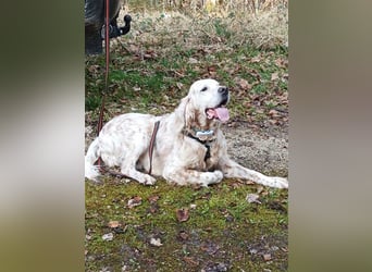 NOTFALL! Traumrüde William -ein wahrer Freund fürs Leben