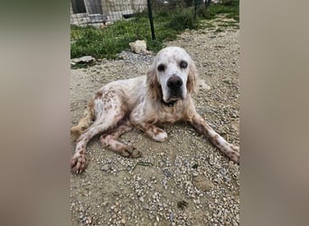 NOTFALL! Traumrüde William -ein wahrer Freund fürs Leben