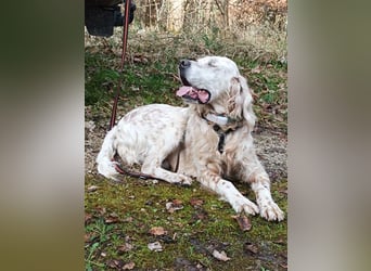 NOTFALL! Traumrüde William -ein wahrer Freund fürs Leben