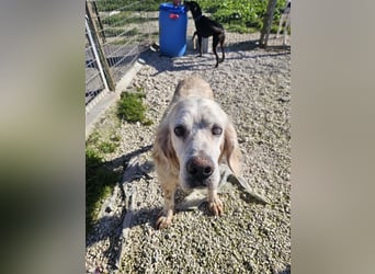 NOTFALL! Traumrüde William -ein wahrer Freund fürs Leben