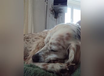 NOTFALL! Traumrüde William -ein wahrer Freund fürs Leben