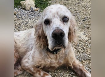 NOTFALL! Traumrüde William -ein wahrer Freund fürs Leben