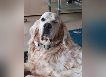 NOTFALL! Traumrüde William -ein wahrer Freund fürs Leben