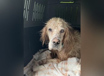 NOTFALL! Traumrüde William -ein wahrer Freund fürs Leben