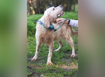 NOTFALL! Traumrüde William -ein wahrer Freund fürs Leben