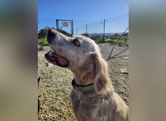 NOTFALL! Traumrüde William -ein wahrer Freund fürs Leben