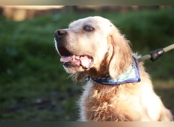 NOTFALL! Traumrüde William -ein wahrer Freund fürs Leben