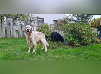 Chaplin ein bezaubernder Chameur