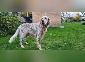 Chaplin ein bezaubernder Chameur