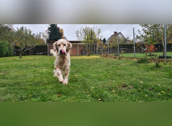 Chaplin ein bezaubernder Chameur