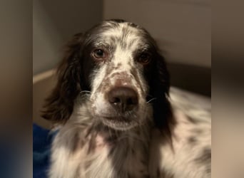 Enea - ein Traumsetter - quirlig, neugierig und verschmust