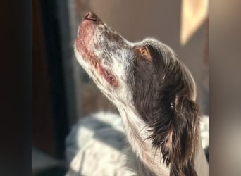 Enea - ein Traumsetter - quirlig, neugierig und verschmust
