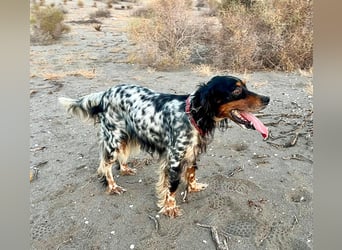 Lola, Jagdhündin für Rasseliebhaber