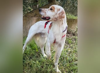 Kiro ist ein bildhübsche Zauberkerl
