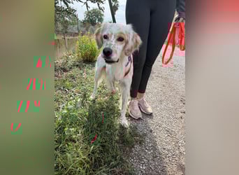 Kiro ist ein bildhübsche Zauberkerl