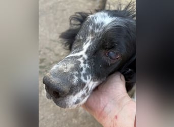 *Handicap* - Fiero feiner älterer  Setter sucht warmes Körbchen