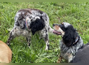 *Handicap* - Fiero feiner älterer  Setter sucht warmes Körbchen