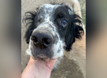 *Handicap* - Fiero feiner älterer  Setter sucht warmes Körbchen