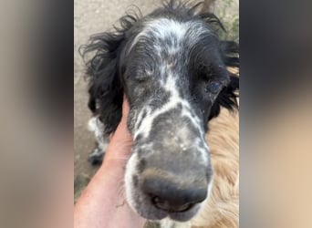 *Handicap* - Fiero feiner älterer  Setter sucht warmes Körbchen