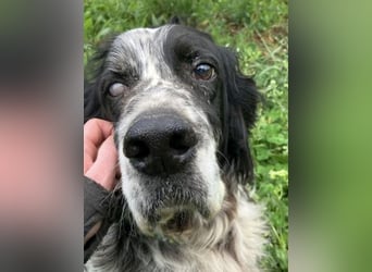 *Handicap* - Fiero feiner älterer  Setter sucht warmes Körbchen