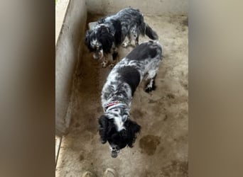 *Handicap* - Fiero feiner älterer  Setter sucht warmes Körbchen