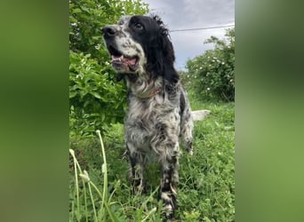 *Handicap* - Fiero feiner älterer  Setter sucht warmes Körbchen