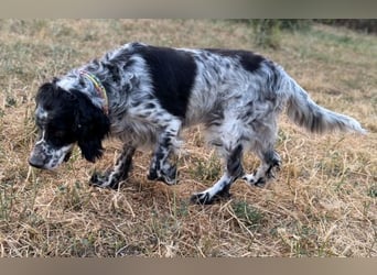 *Handicap* - Fiero feiner älterer  Setter sucht warmes Körbchen