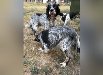 *Handicap* - Fiero feiner älterer  Setter sucht warmes Körbchen