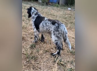 *Handicap* - Fiero feiner älterer  Setter sucht warmes Körbchen