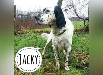 Jacky braucht Kenner