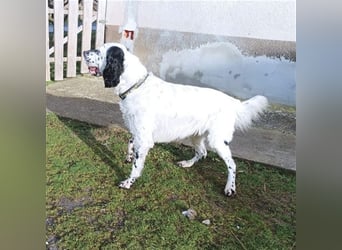 Jacky braucht Kenner