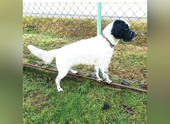 Jacky braucht Kenner