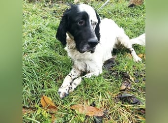 Jacky braucht Kenner