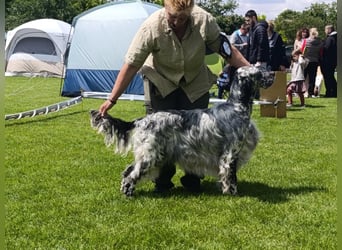 English setter Deckrüden