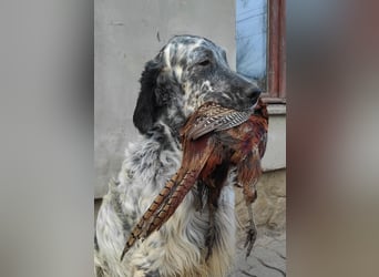 English setter Deckrüden