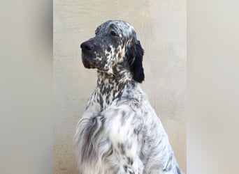 English setter Deckrüden
