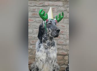 English setter Deckrüden