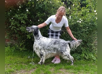 English setter Deckrüden
