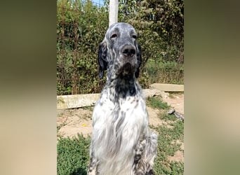 English setter Deckrüden