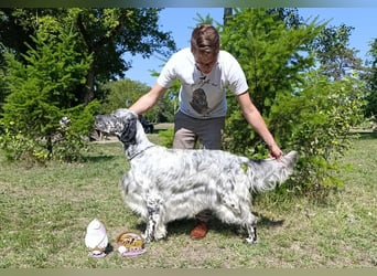 English setter Deckrüden