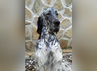 English setter Deckrüden