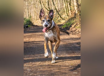 Nero - Senior, treue Seele auf der Suche nach Liebe (wartet in 31708)