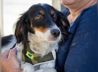 Geraldina - reserviert