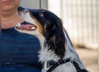 Geraldina - sanfte Seele zum Kuscheln